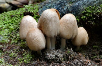 Tenga cuidado con lo que come y bebe; síndrome de Coprinic y Kounis en un paciente con la tríada de Samter