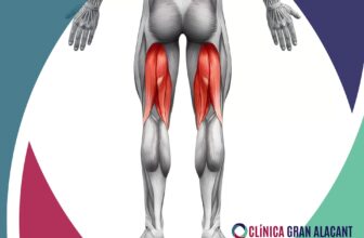 hamstring muscles